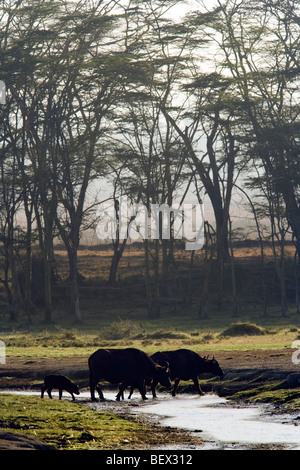 Buffle africain ou Buffle - Parc national du lac Nakuru, Kenya Banque D'Images