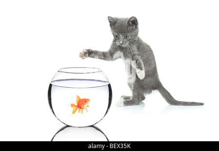 Cat à la poursuite d'un poisson dans un bol isolé sur fond blanc Banque D'Images