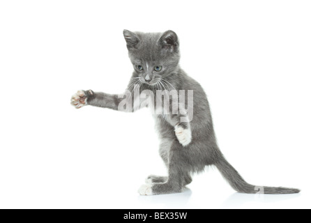 Chat gris isolé sur fond blanc Banque D'Images