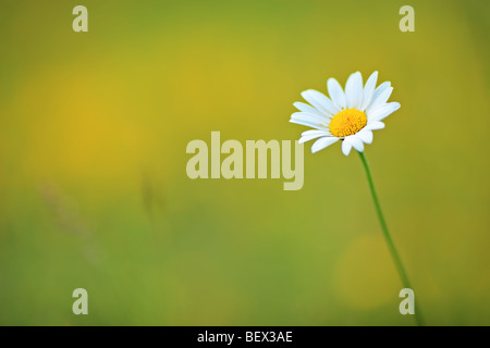 Dans un champ de fleurs Daisy Banque D'Images