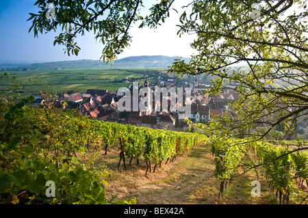 Couleur d'automne dans le vignoble Schoenenbourg au-dessus de la cité médiévale de Riquewihr village historique Route des Vins Alsace France Banque D'Images