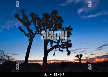 Josua arbres magnifiquement éclairé au lever du soleil, dans le parc national Joshua Tree. Banque D'Images