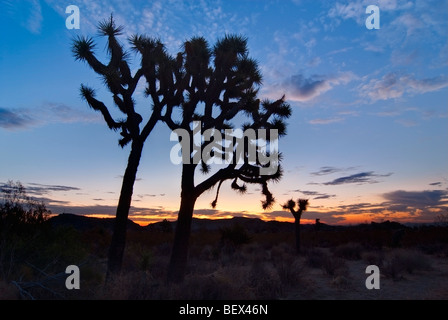 Josua arbres magnifiquement éclairé au lever du soleil, dans le parc national Joshua Tree. Banque D'Images