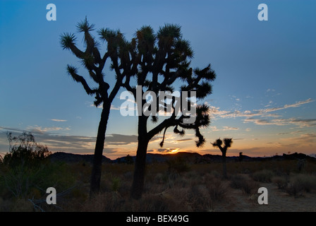 Josua arbres magnifiquement éclairé au lever du soleil, dans le parc national Joshua Tree. Banque D'Images