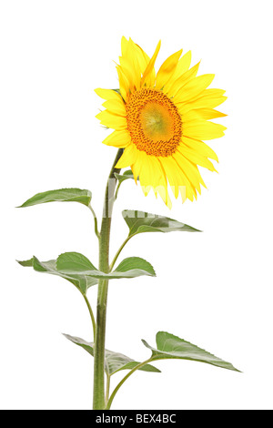 Le tournesol isolé sur fond blanc Banque D'Images