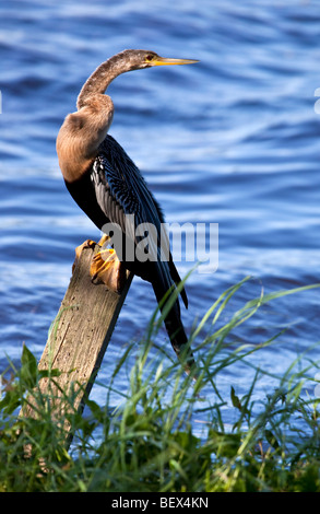 Anhinga anhinga anhinga, Banque D'Images