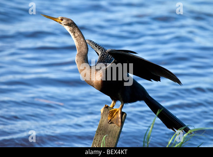 Anhinga anhinga anhinga, Banque D'Images