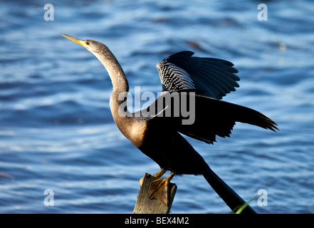 Anhinga anhinga anhinga, Banque D'Images