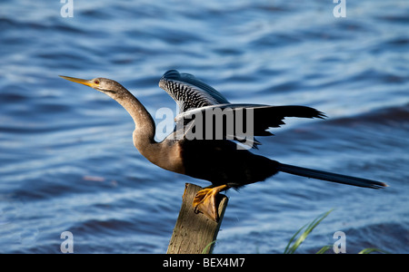 Anhinga anhinga anhinga, Banque D'Images