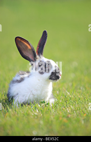 Un lapin on Green grass Banque D'Images