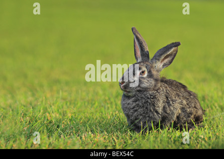 Un lapin on Green grass Banque D'Images