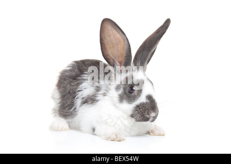 Un lapin isolé sur fond blanc Banque D'Images