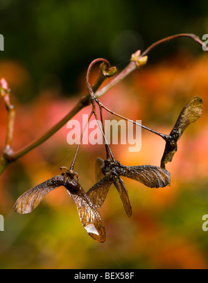 Acer japonicum Aconitifolium, Pleine Lune cultivar seeds à l'automne de l'Érable Banque D'Images