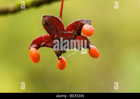 Graines d'automne d'un Euonymus oxyphyllus japonais ou coréen de l'arbre de fusée Banque D'Images