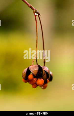 Graines d'automne d'un Euonymus oxyphyllus japonais ou coréen de l'arbre de fusée Banque D'Images