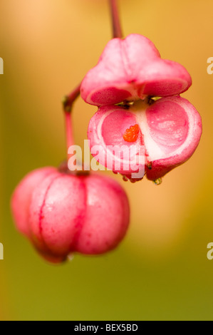 Graines d'automne d'un Euonymus hamiltonianus arbre de fusée chinoise Banque D'Images