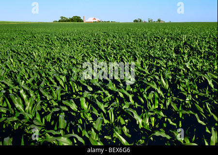 Le milieu de la croissance, l'étape de pré tassel avec un champ de maïs-grain grange rouge et silo en arrière-plan / près de Hinckley, Illinois, USA. Banque D'Images