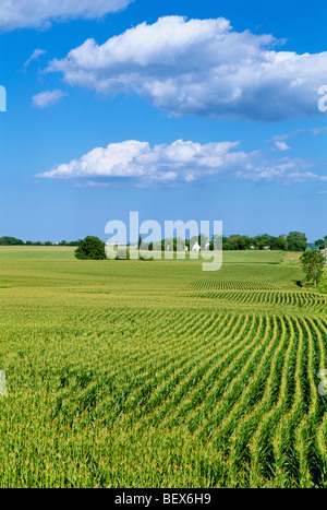 Agriculture - Matériel roulant La croissance moyenne des champs de maïs-grain à pampilles entièrement avec des fermes dans le contexte / LaFox, Illinois, USA. Banque D'Images