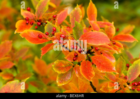 Photinia villosa, Oriental Photinia en automne Banque D'Images