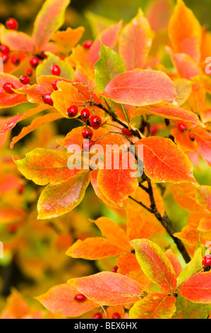 Photinia villosa, Oriental Photinia en automne Banque D'Images