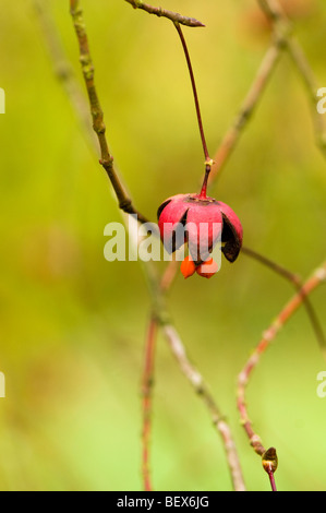 Graines d'un Euonymus oxyphyllus, japonais ou coréen de l'arbre de fusée Banque D'Images