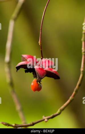 Graines d'un Euonymus oxyphyllus, japonais ou coréen de l'arbre de fusée Banque D'Images