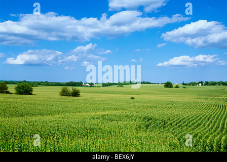 Agriculture - Matériel roulant La croissance moyenne des champs de maïs-grain à pampilles entièrement avec des fermes dans le contexte / LaFox, Illinois, USA. Banque D'Images