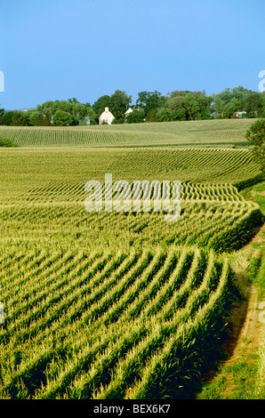 Agriculture - Matériel roulant La croissance moyenne des champs de maïs-grain à pampilles entièrement avec des fermes dans le contexte / LaFox, Illinois, USA. Banque D'Images