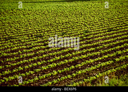 Agriculture - Lignes de début de la croissance des plantes de soja par le soleil en contre-jour / près de Maple Park, Illinois, États-Unis. Banque D'Images