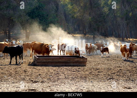 Israël, Néguev, Lakis région, un troupeau de vaches manger à l'extérieur d'un creux Banque D'Images