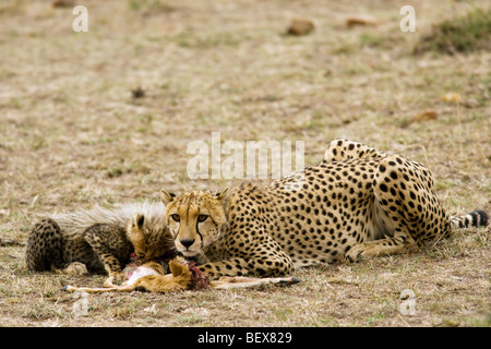 Cheetah avec kill - Masai Mara National Reserve, Kenya Banque D'Images