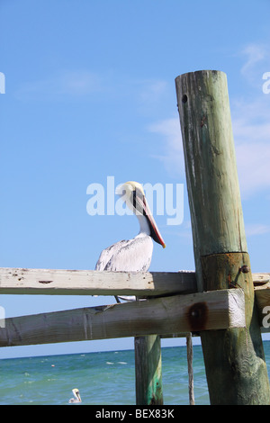 Pelican percher sur un quai désaffecté, le long de la Riviera Maya de Cancun, Mexique Banque D'Images