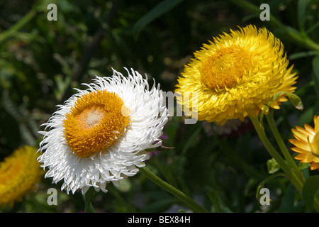 Helichrysum bracteatum) Strawflower (en croissance au Jardin Botanique National du Pays de Galles, Llanarthne, Carmarthenshire, Pays de Galles, Royaume-Uni Banque D'Images