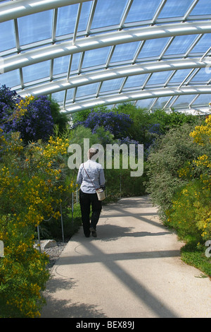 Intérieur de la grande serre du Jardin Botanique National du Pays de Galles, Llanarthne, Carmarthenshire, Pays de Galles, Royaume-Uni Banque D'Images