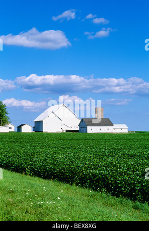 Agriculture - Domaine de la croissance des plantes de soja mi avec blanc des granges et des silos dans l'arrière-plan / près de Big Rock, Illinois, USA. Banque D'Images