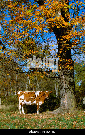 - Un élevage de vaches laitières de Guernesey se trouve ci-dessous un arbre en plein automne couleur / New York, USA. Banque D'Images