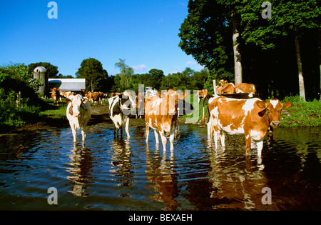 Les vaches laitières Holstein et Guernesey debout dans un ruisseau d'obtenir un verre d'eau avec une grange à l'arrière-plan / New York. Banque D'Images