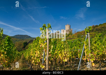 Le Château de Kaysersberg et vignobles Grand Cru Schlossberg Kaysersberg Alsace France Banque D'Images