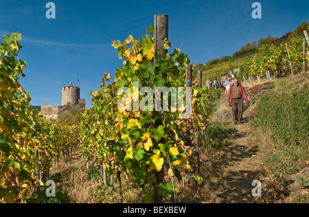 Le Château de Kaysersberg avec les marcheurs sur Visite guidée du grand cru Schlossberg vignes Kaysersberg Alsace France Banque D'Images