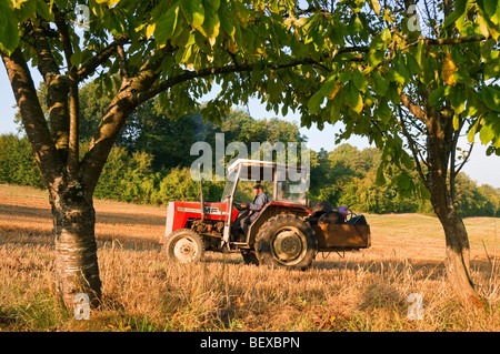 Paysan français vieux tracteur conduite par domaine - sud-Touraine, France. Banque D'Images