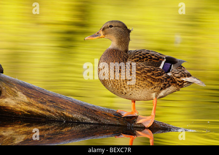 Canard colvert femelle reposant sur log in pond-Victoria, British Columbia Canada. Banque D'Images