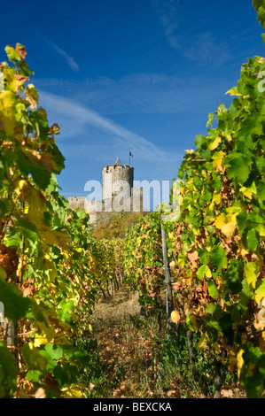 Le Château de Kaysersberg et vignobles Grand Cru Schlossberg Kaysersberg Alsace France Banque D'Images