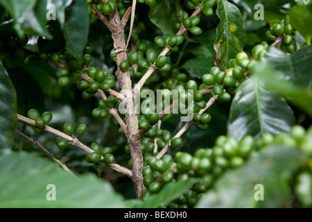 Cafe Britt's Ferme de café, café Arabica, plantes d'ombre, près de Barva de Heredia, San Jose, Costa Rica. Banque D'Images