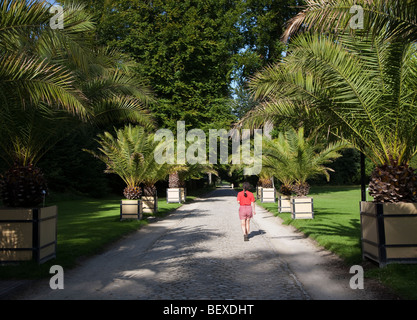 Personne qui marche le long de l'avenue des palmiers Phoenix canariensis Jardin Botanique National de Meise Bruxelles Belgique Banque D'Images