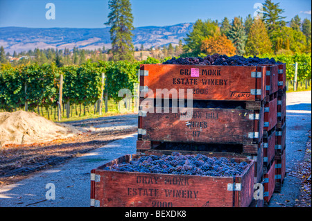 Casiers de raisins récoltés dans un vignoble à Kelowna, Okanagan, Colombie-Britannique, Canada. Banque D'Images