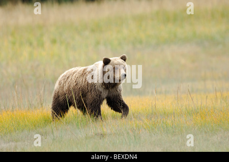 Stock photo d'un ourson de 1 an marche à travers un pré avec de l'herbe jaune, Lake Clark National Park, Alaska. Banque D'Images