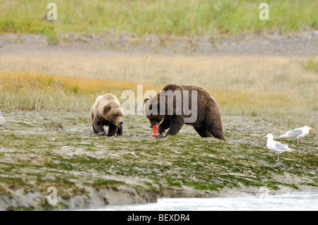 Stock photo d'un ourson brun qui tentait de voler un poisson de sa mère, Lake Clark National Park, Alaska. Banque D'Images