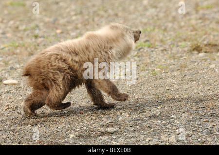 Stock photo d'une blonde-phase brown bear cub secouer l'eau, Lake Clark National Park, Alaska. Banque D'Images