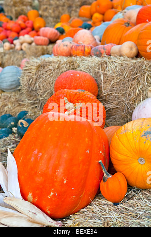 Citrouilles et courges à la vente à un décrochage produisent dans la ville de Keremeos, Région de l'Okanagan et de la Similkameen,, British Columb Banque D'Images