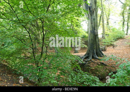 En automne forestiers Banque D'Images